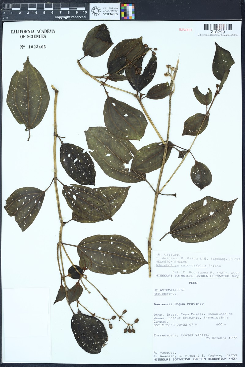 Adelobotrys rotundifolius photo 5