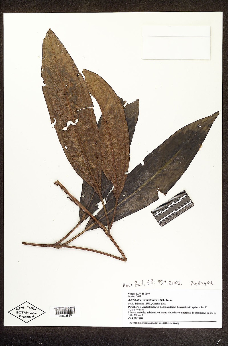 Adelobotrys ruokolainenii