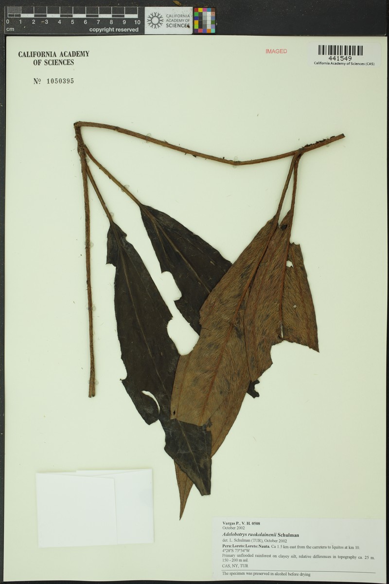 Adelobotrys ruokolainenii photo 2