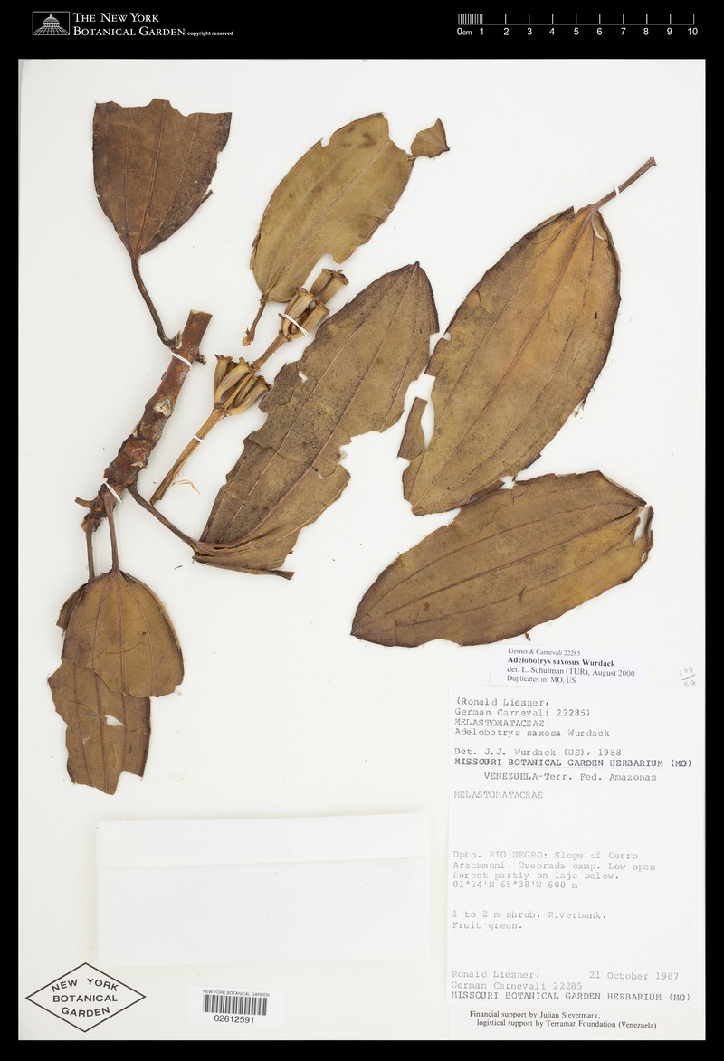Adelobotrys saxosus