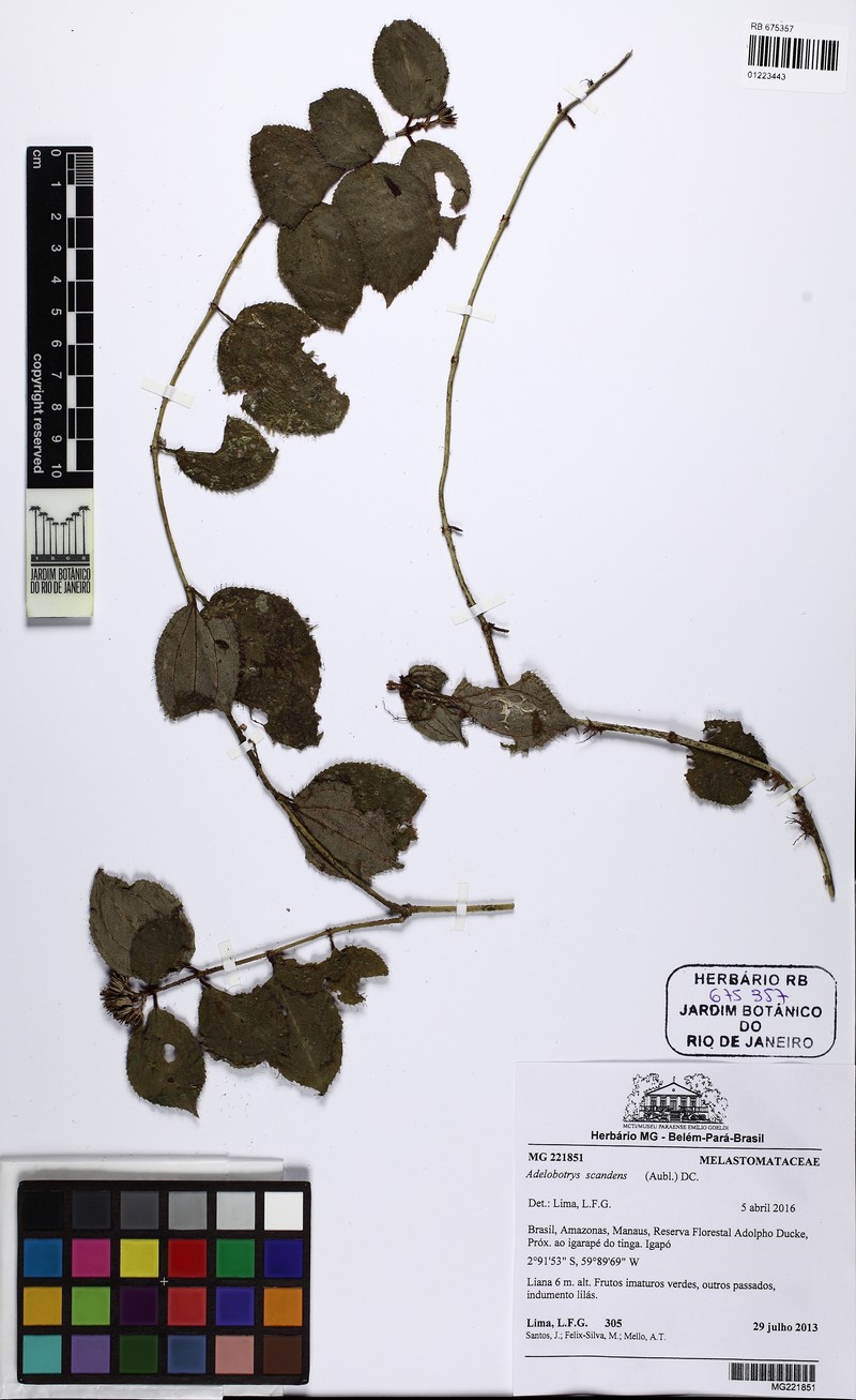 Adelobotrys scandens
