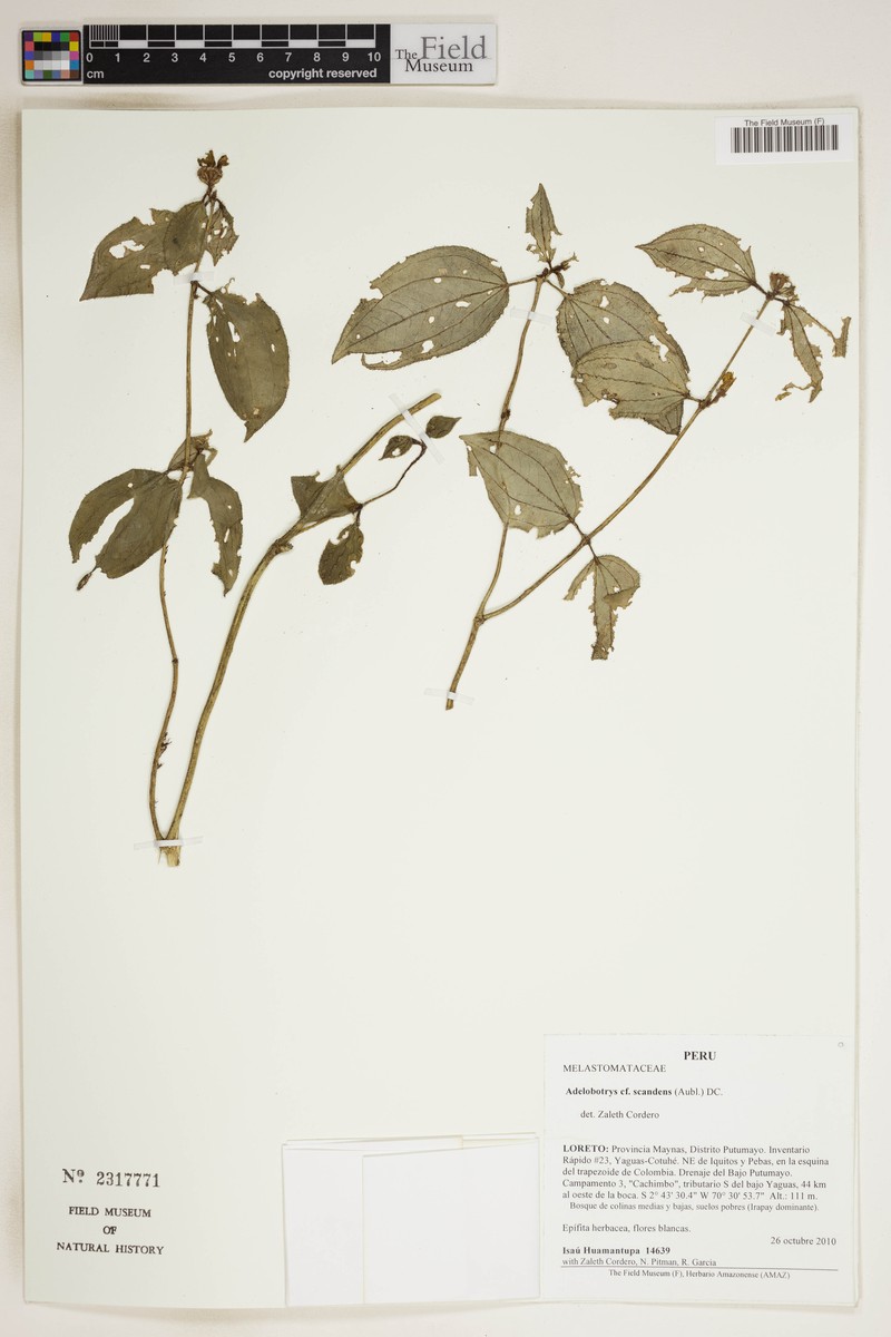 Adelobotrys scandens photo 2
