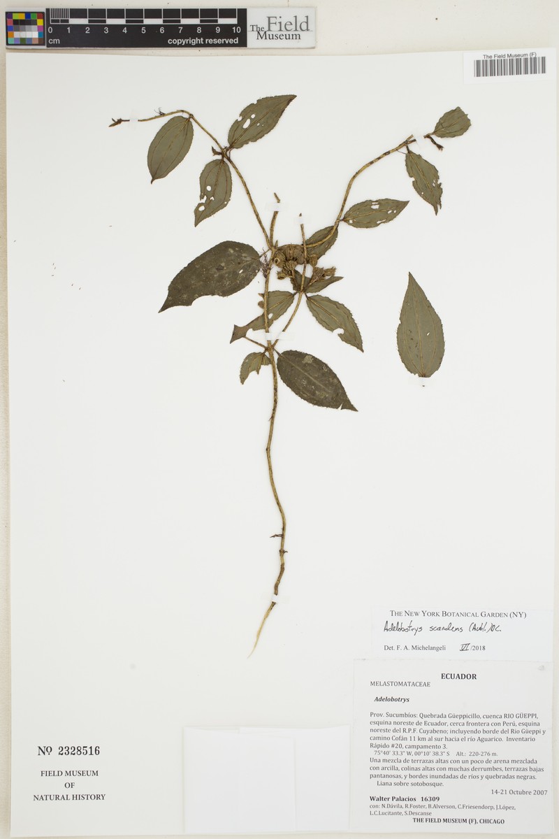 Adelobotrys scandens photo 3