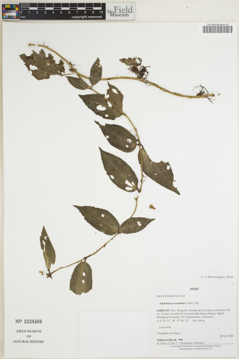 Adelobotrys scandens photo 4