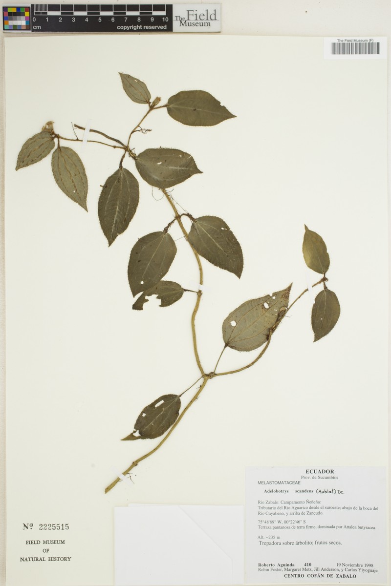 Adelobotrys scandens photo 5