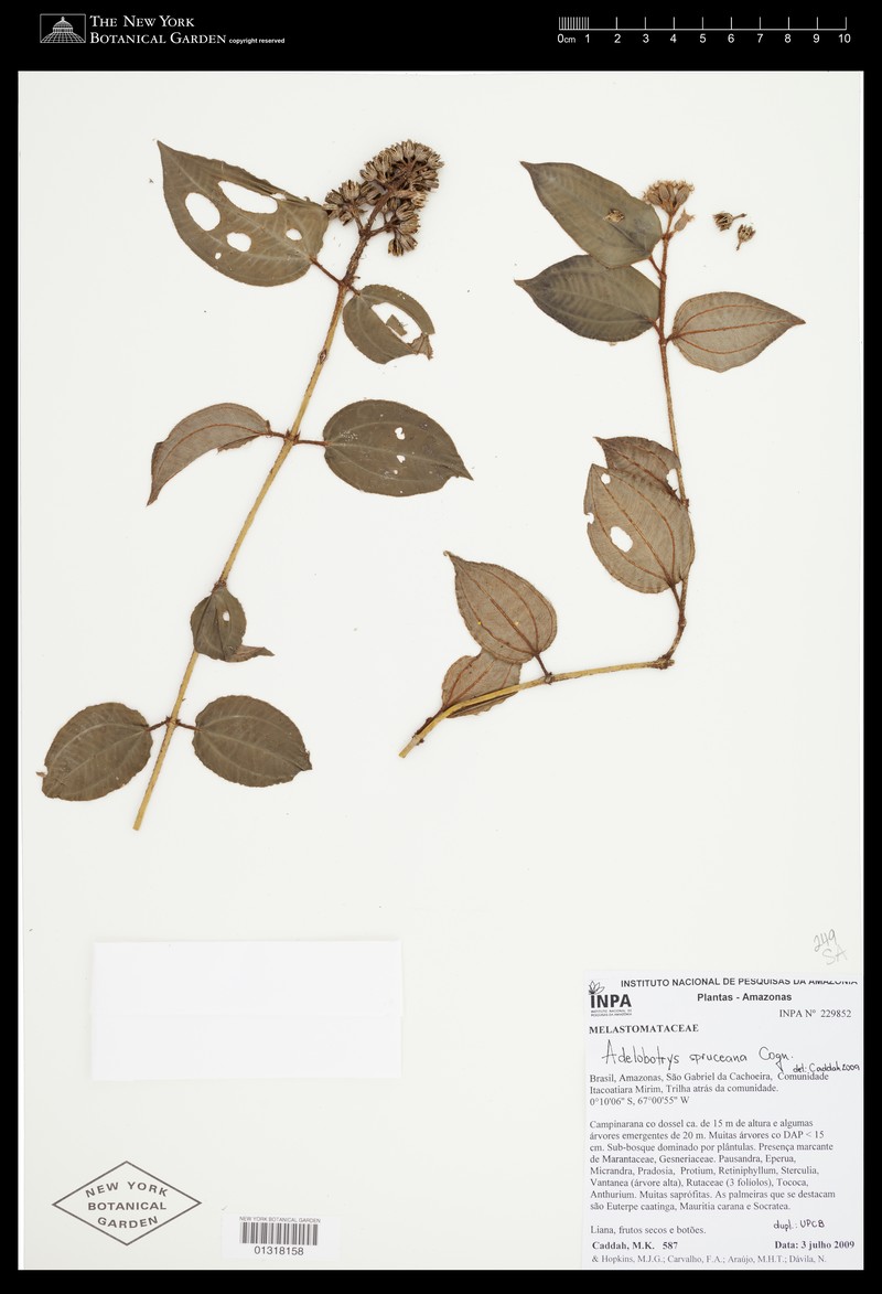 Adelobotrys spruceanus