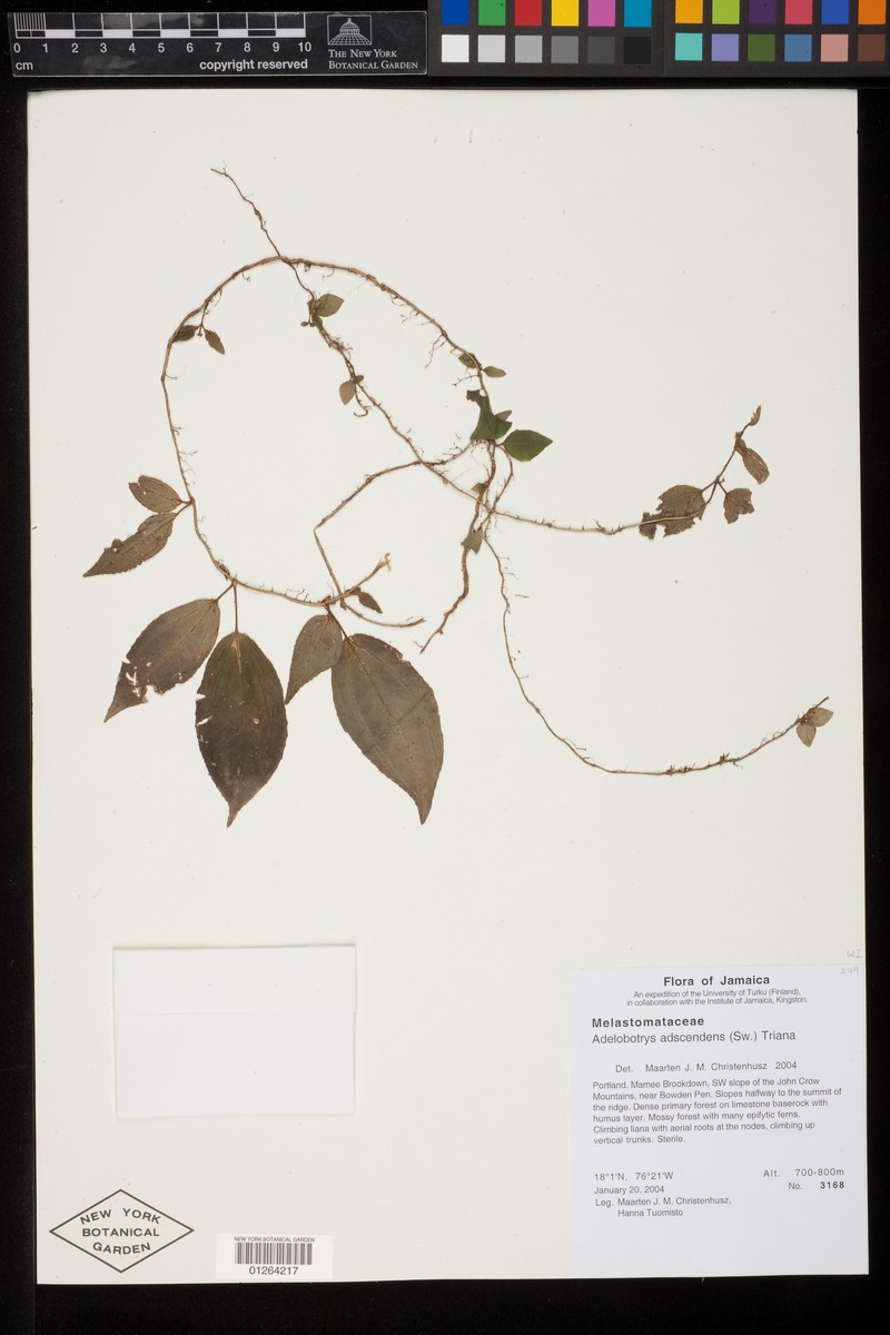 Adelobotrys spruceanus photo 2