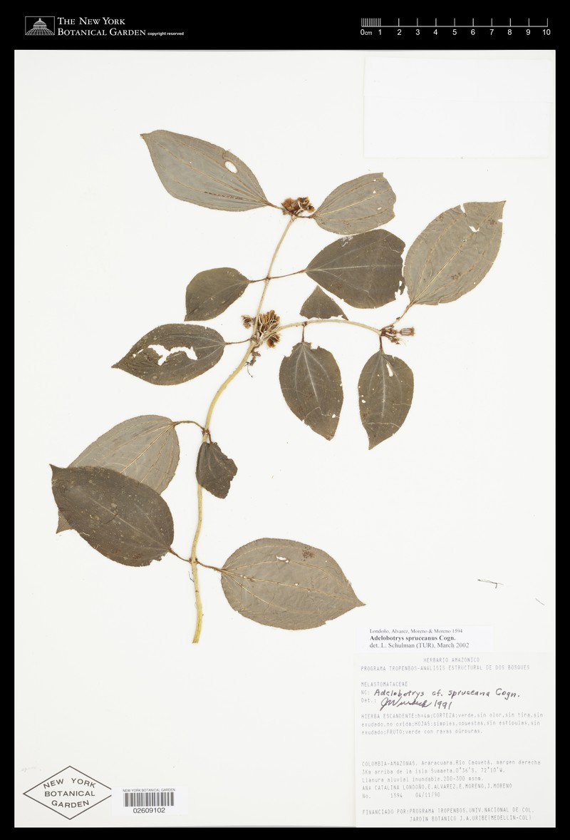 Adelobotrys spruceanus photo 3