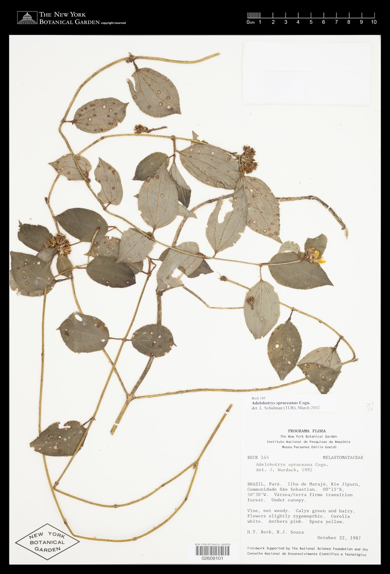Adelobotrys spruceanus photo 4
