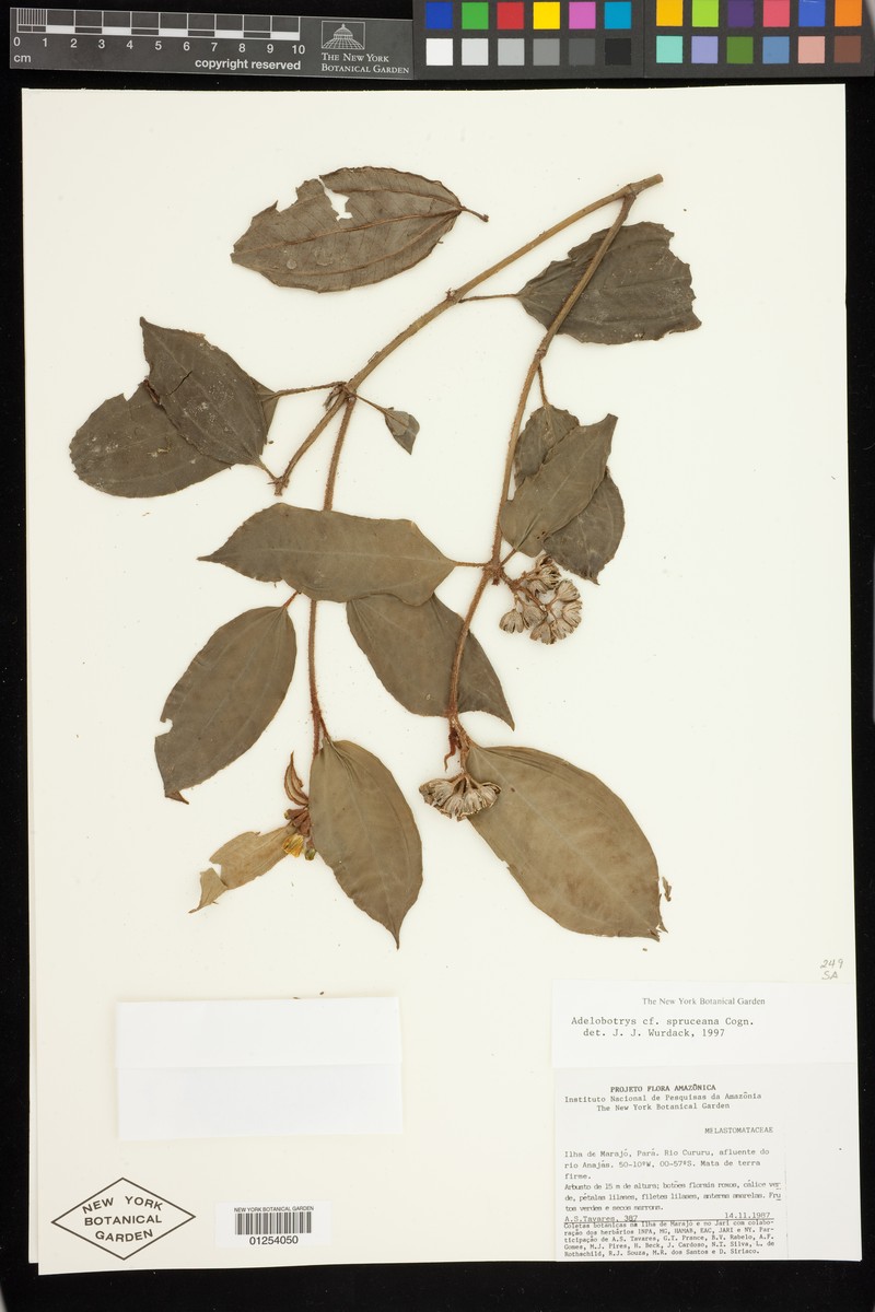 Adelobotrys spruceanus photo 5