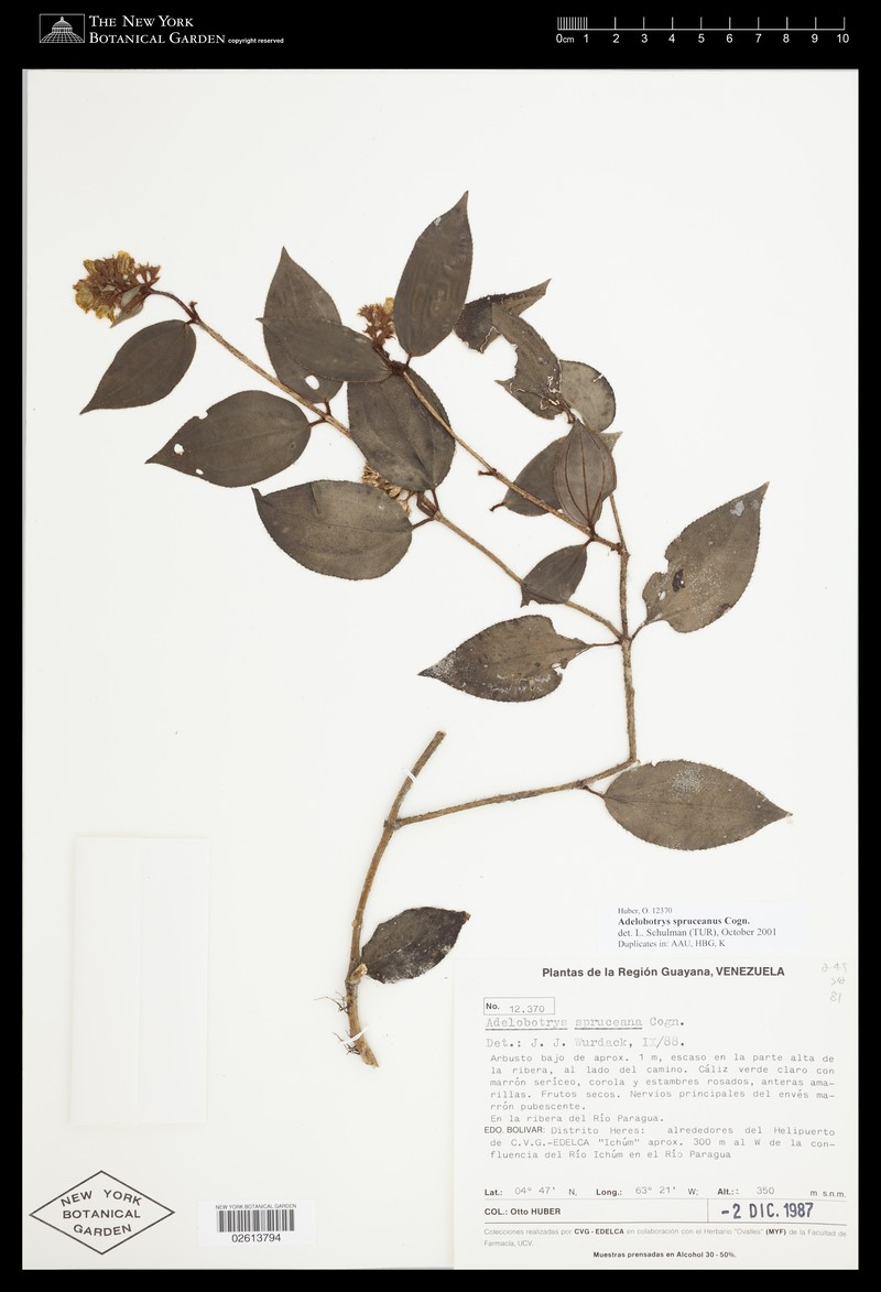 Adelobotrys spruceanus photo 6