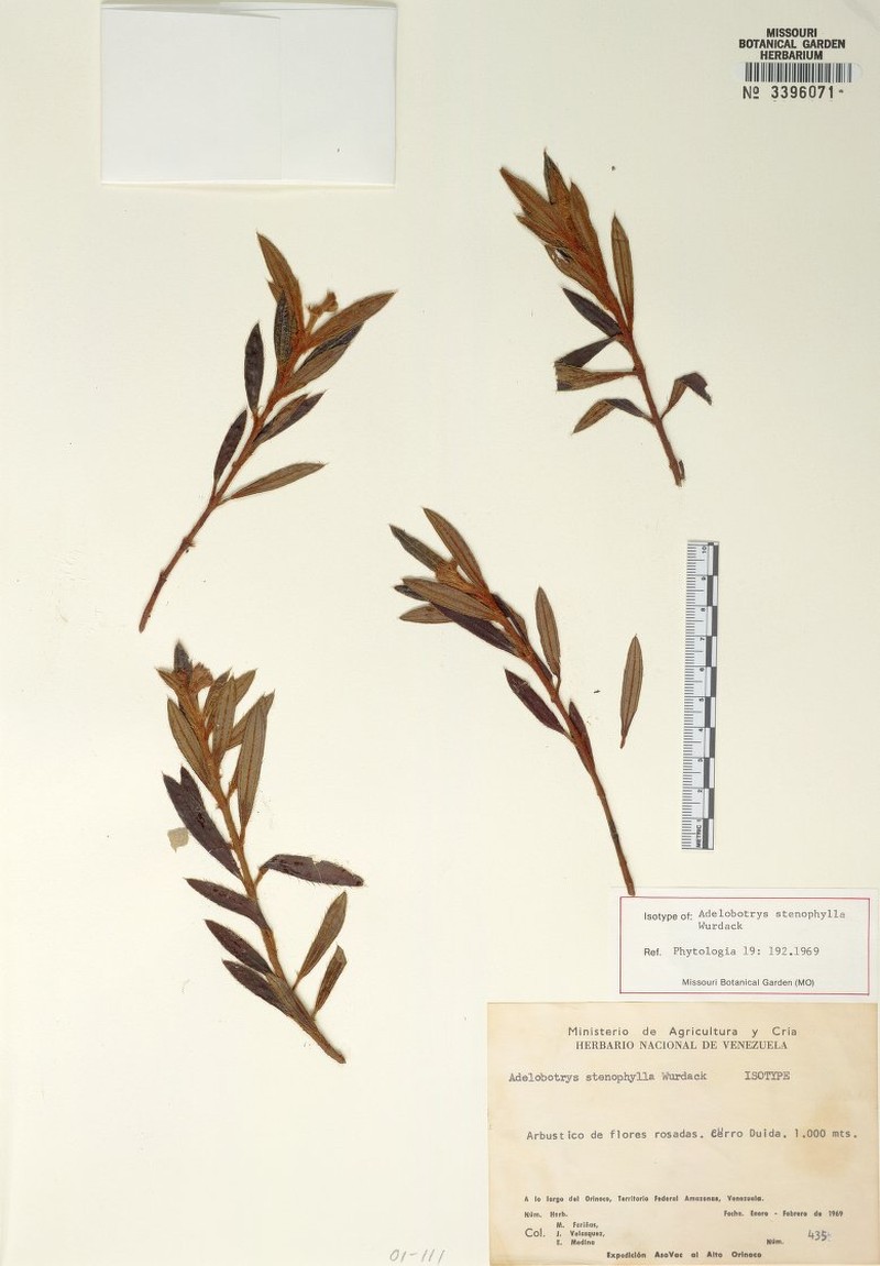Adelobotrys stenophyllus