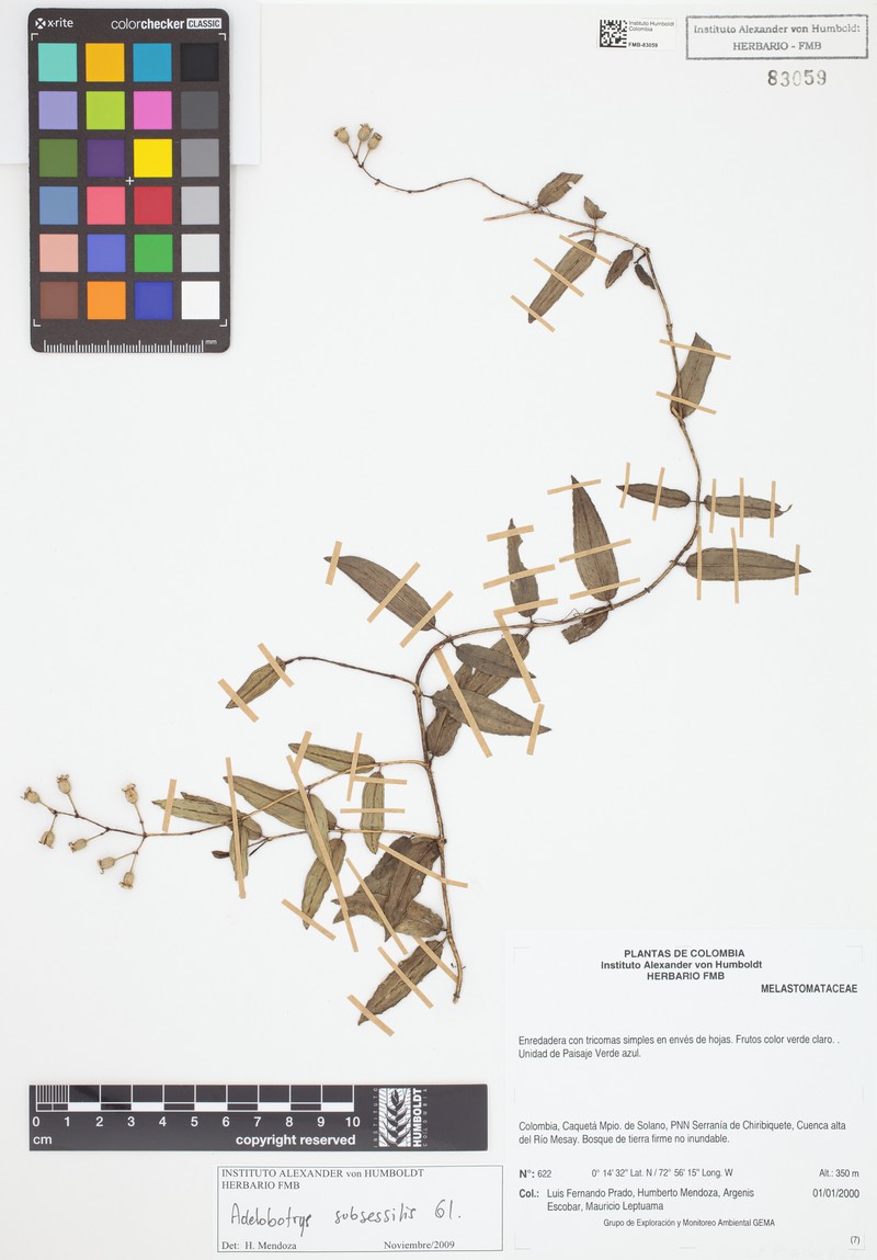Adelobotrys subsessilis photo 2