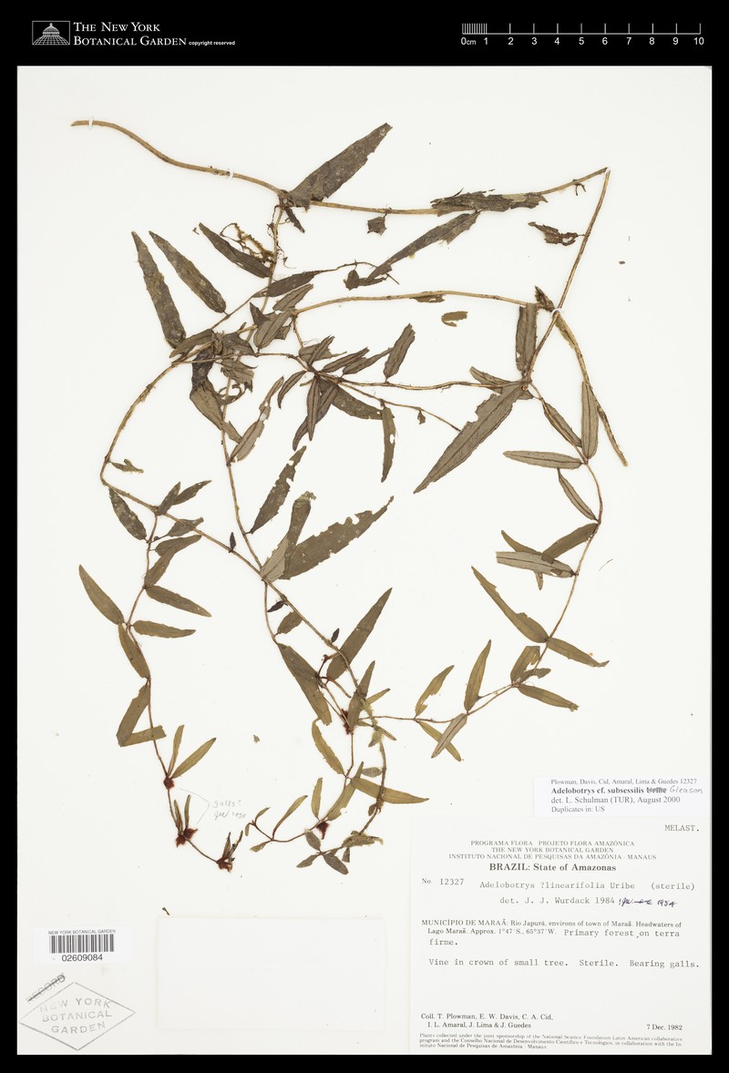 Adelobotrys subsessilis photo 3