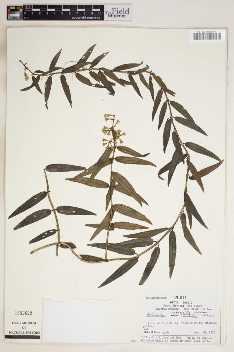 Adelobotrys subsessilis photo 4