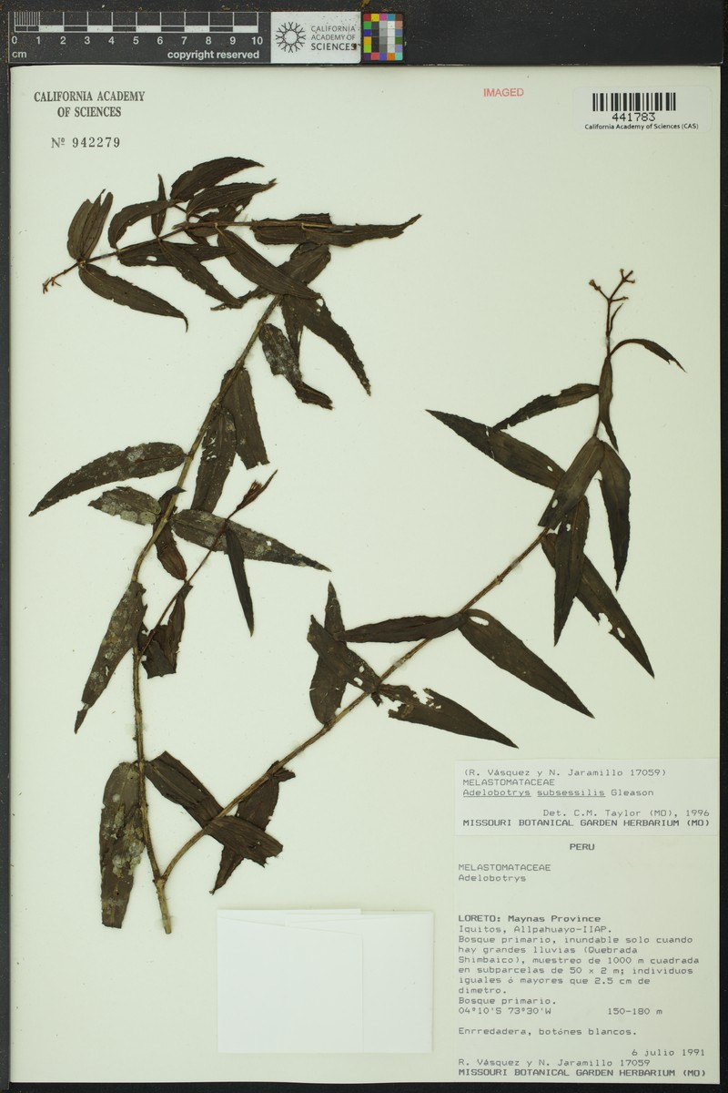 Adelobotrys subsessilis photo 5