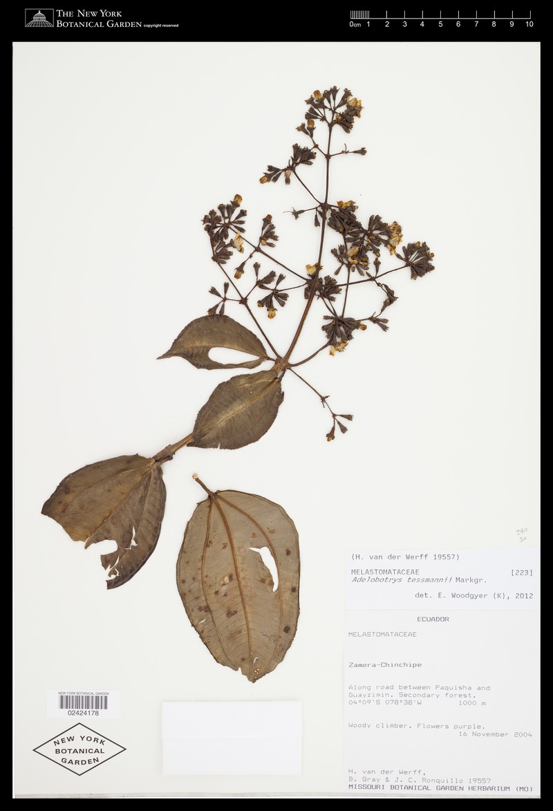 Adelobotrys tessmannii photo 4