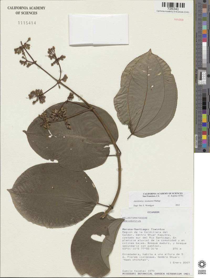 Adelobotrys tessmannii photo 6