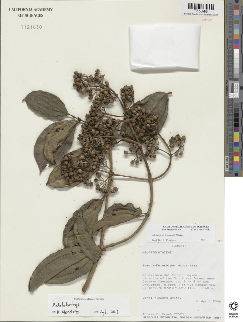 Adelobotrys tessmannii photo 7