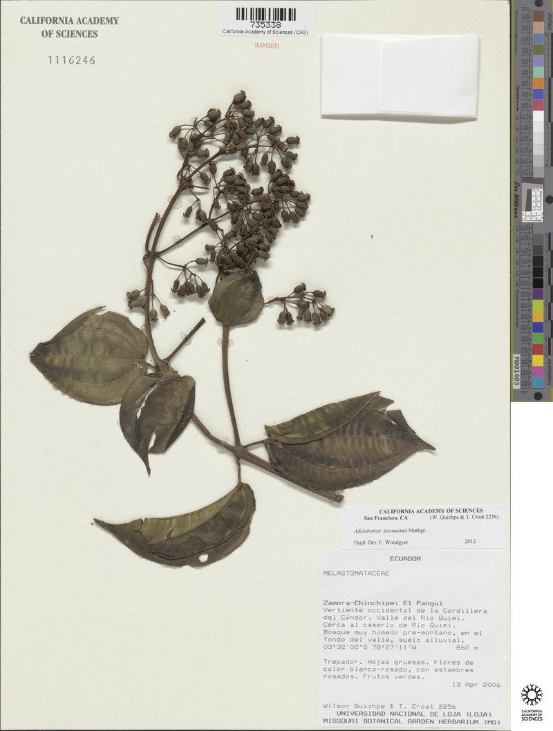 Adelobotrys tessmannii photo 8