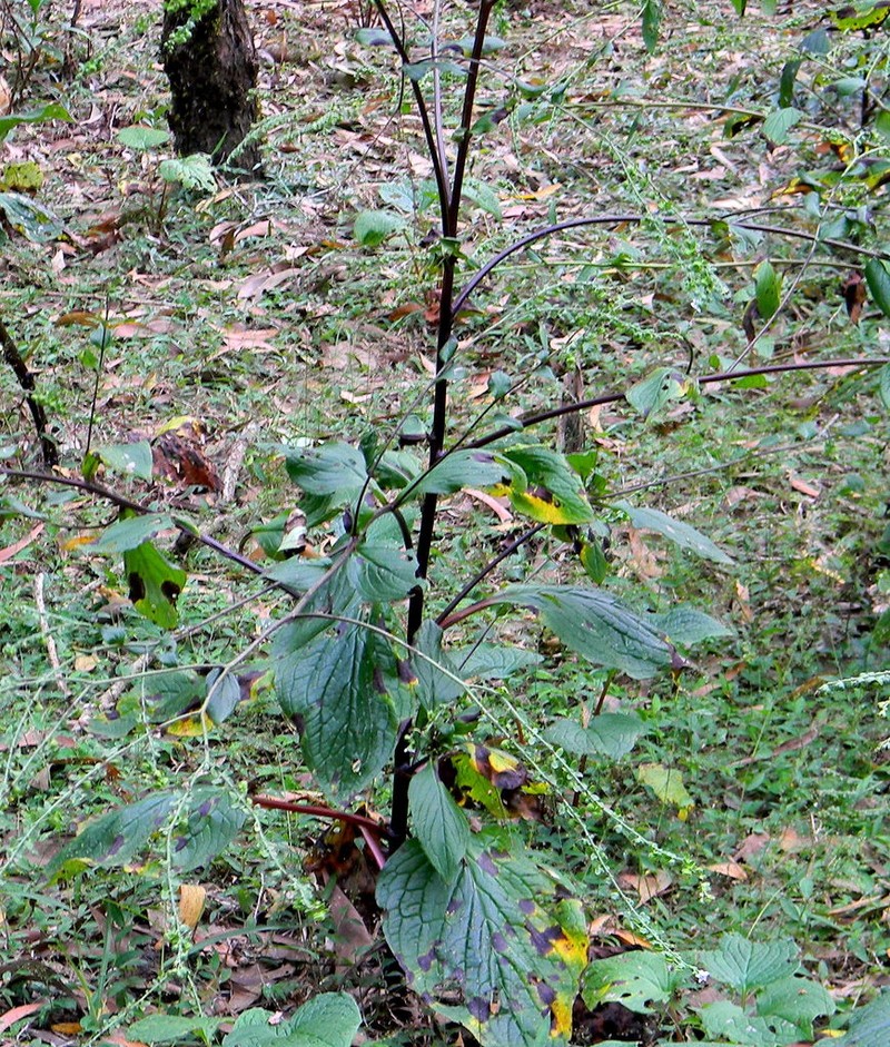 Adelocaryum coelestinum