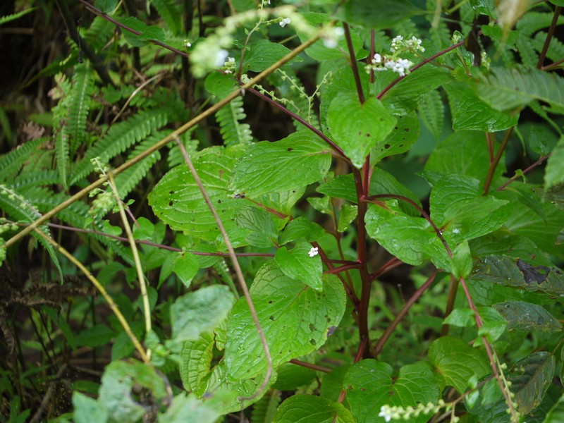 Adelocaryum coelestinum photo 3