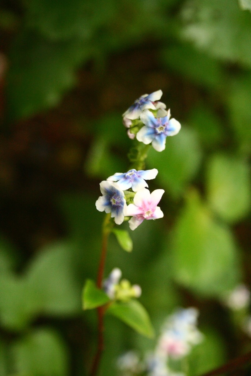 Adelocaryum coelestinum photo 5
