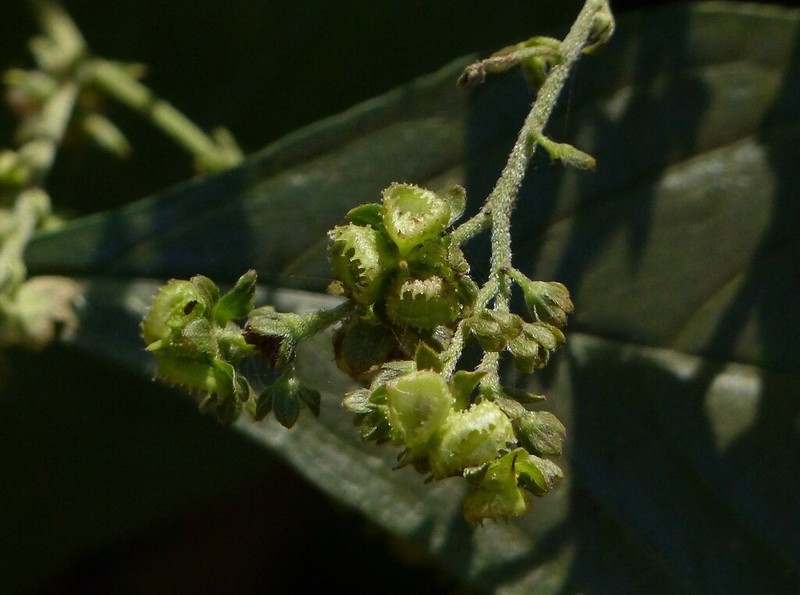 Adelocaryum coelestinum photo 6