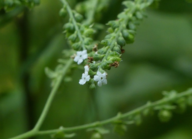 Adelocaryum coelestinum photo 8