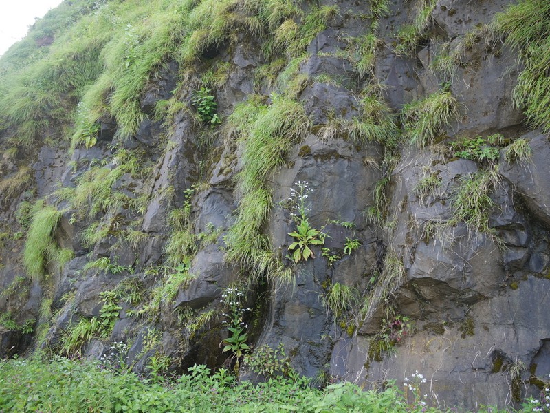 Adelocaryum lambertianum