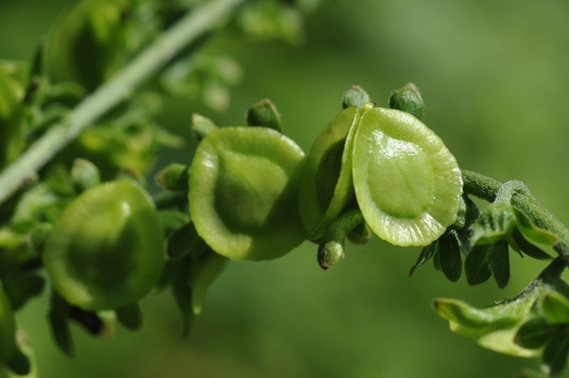 Adelocaryum lambertianum photo 2
