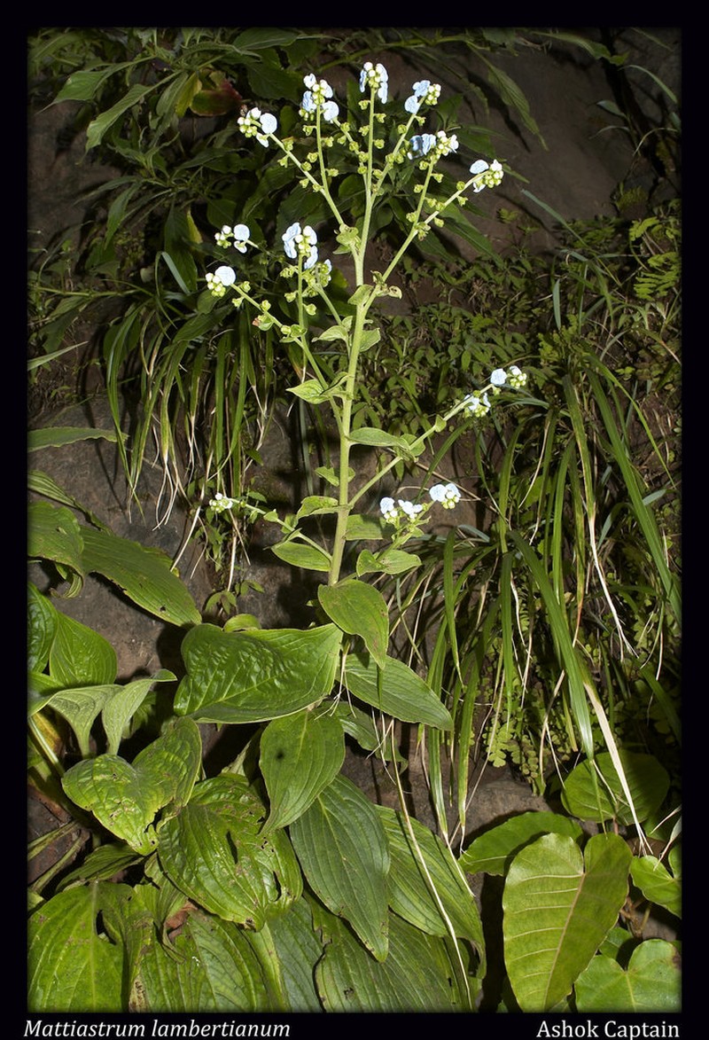 Adelocaryum lambertianum photo 3