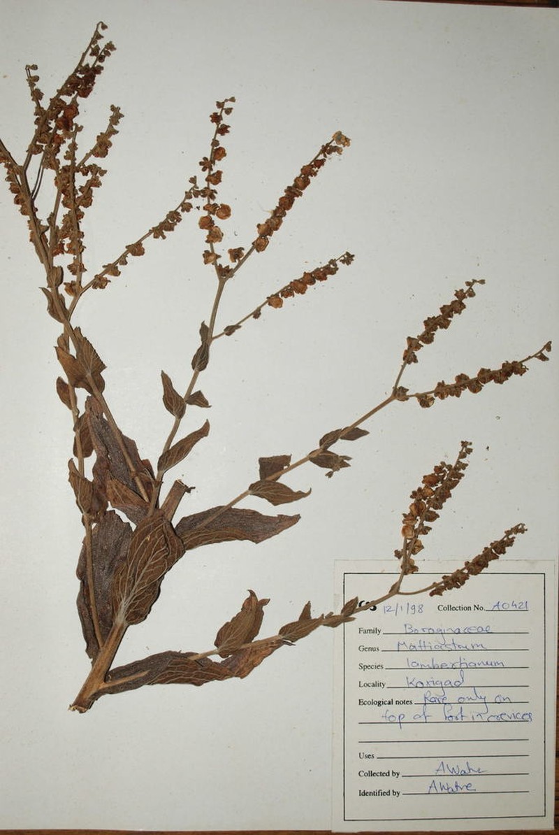 Adelocaryum lambertianum photo 4