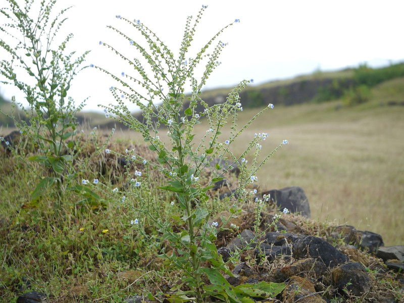 Adelocaryum lambertianum photo 6