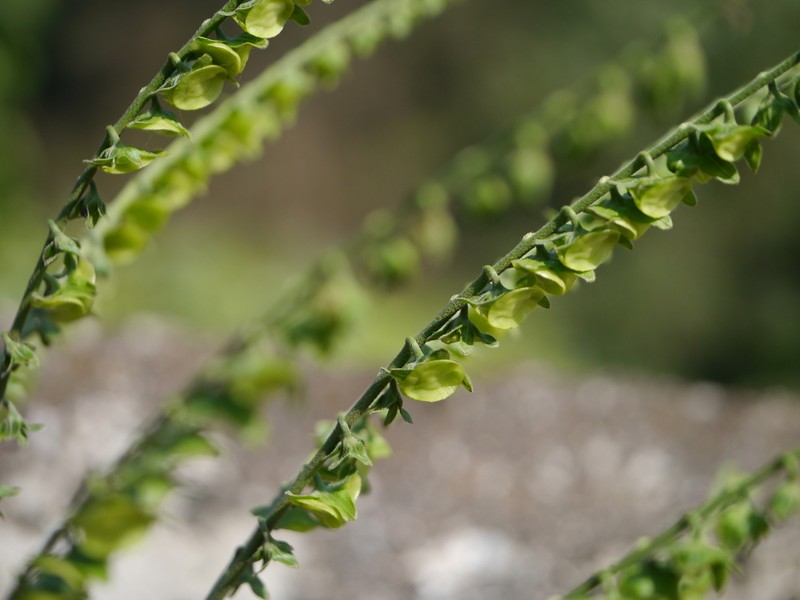 Adelocaryum lambertianum photo 7