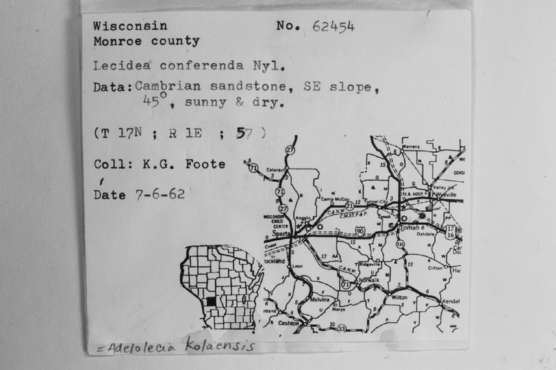 Adelolecia kolaensis photo 6