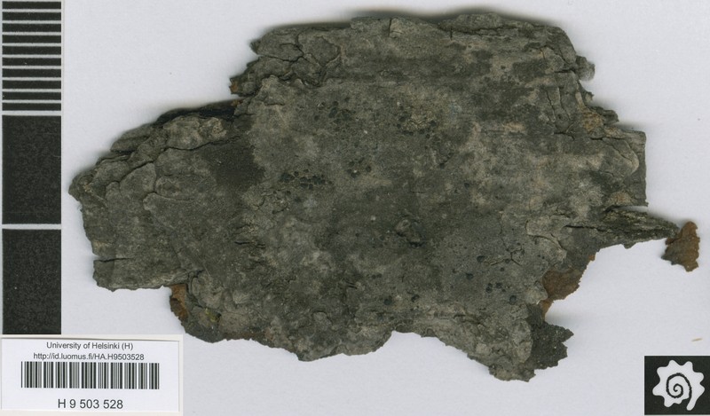 Adelolecia kolaensis photo 8