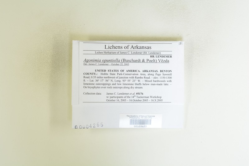 Adelolecia Lichen