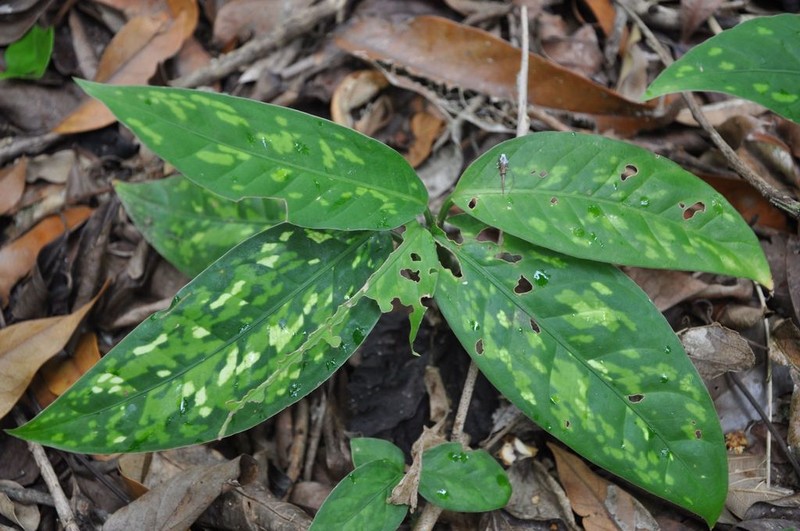 Adelonema allenii