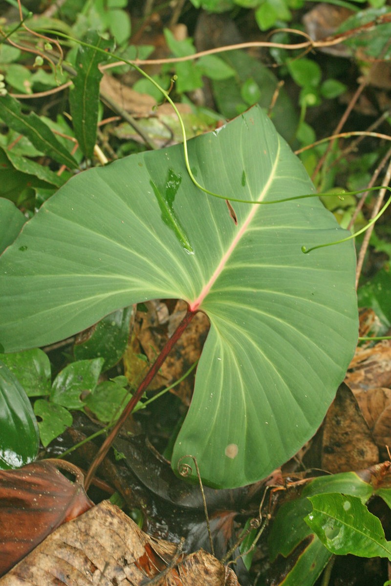 Adelonema crinipes photo 2