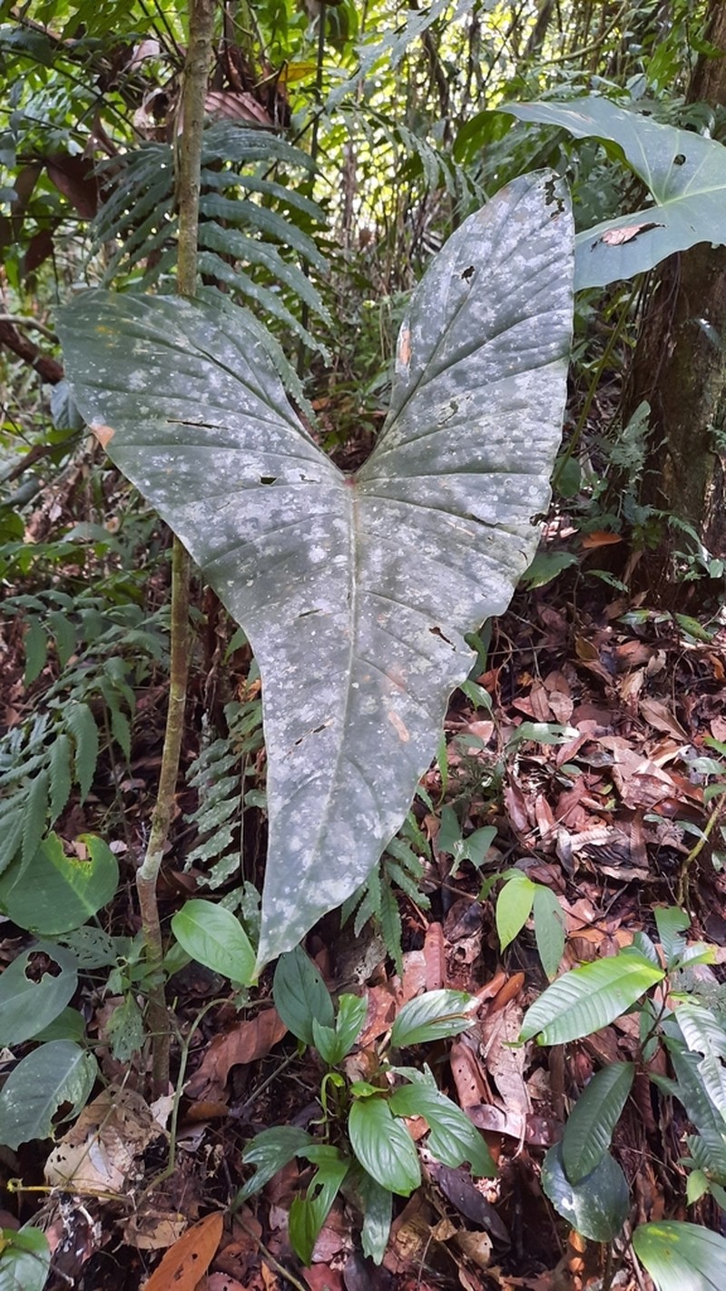 Adelonema crinipes photo 3