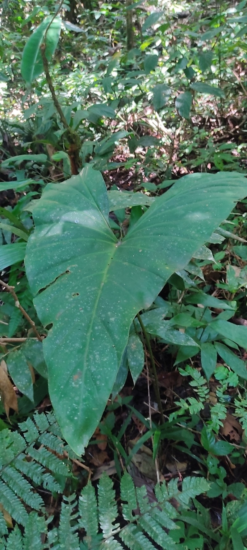 Adelonema crinipes photo 5