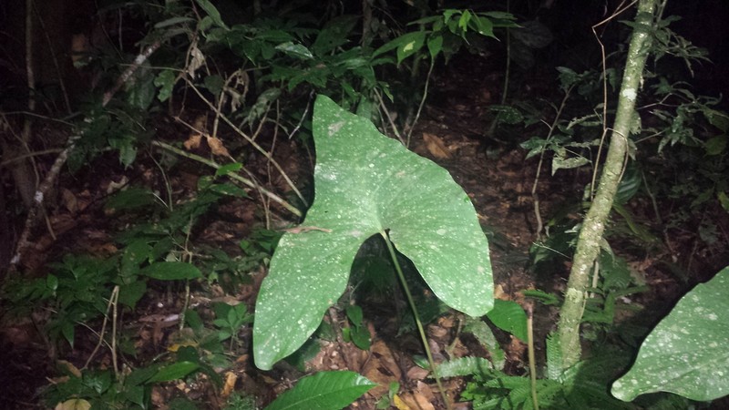Adelonema crinipes photo 7