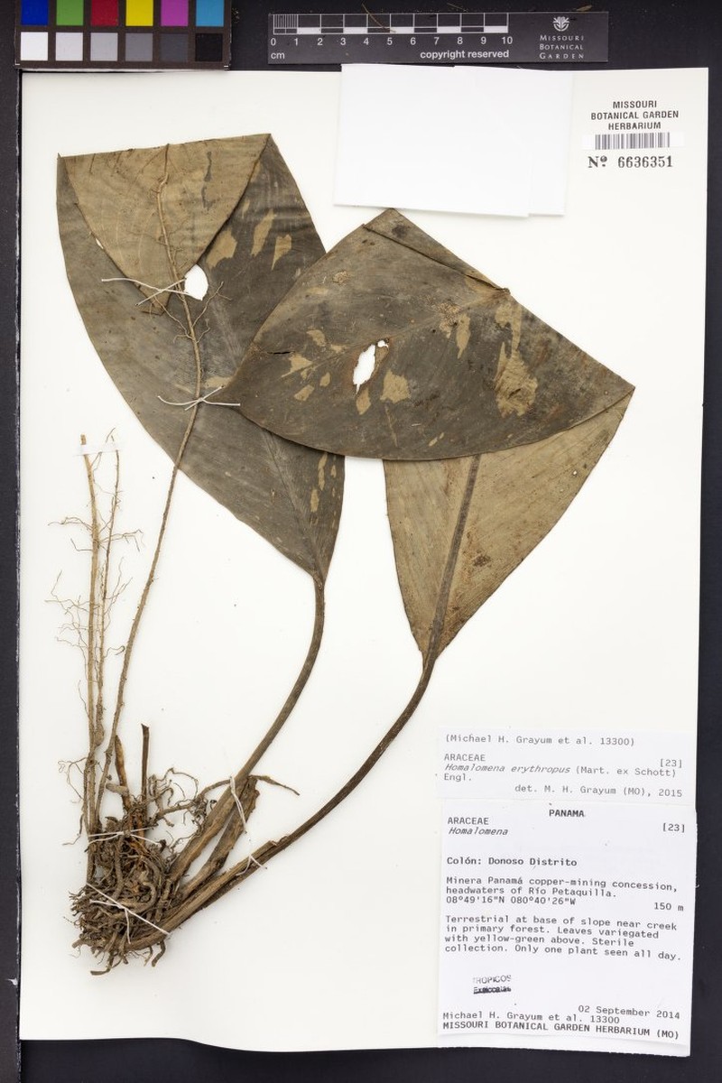 Adelonema erythropus