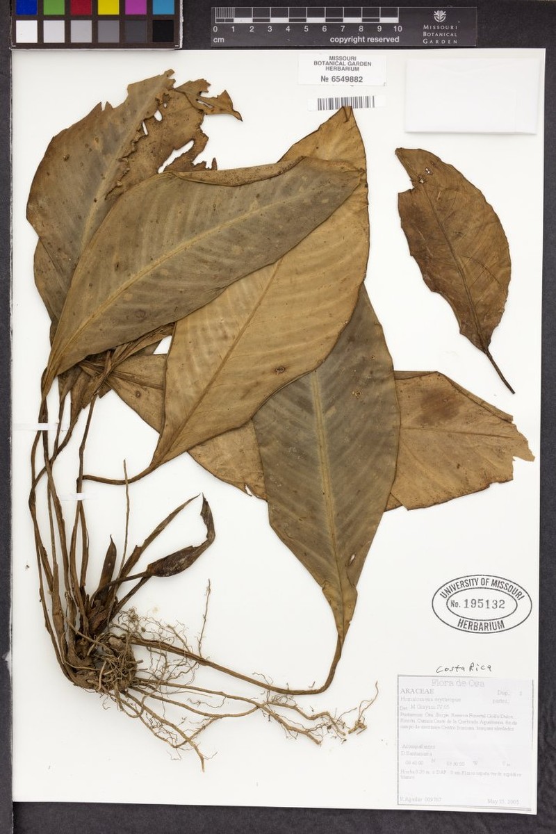Adelonema erythropus photo 2