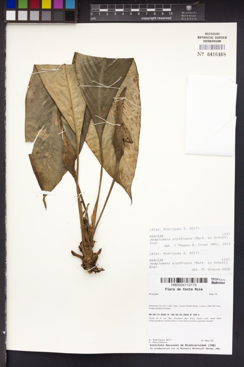 Adelonema erythropus photo 3