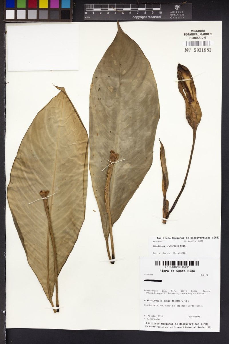Adelonema erythropus photo 4
