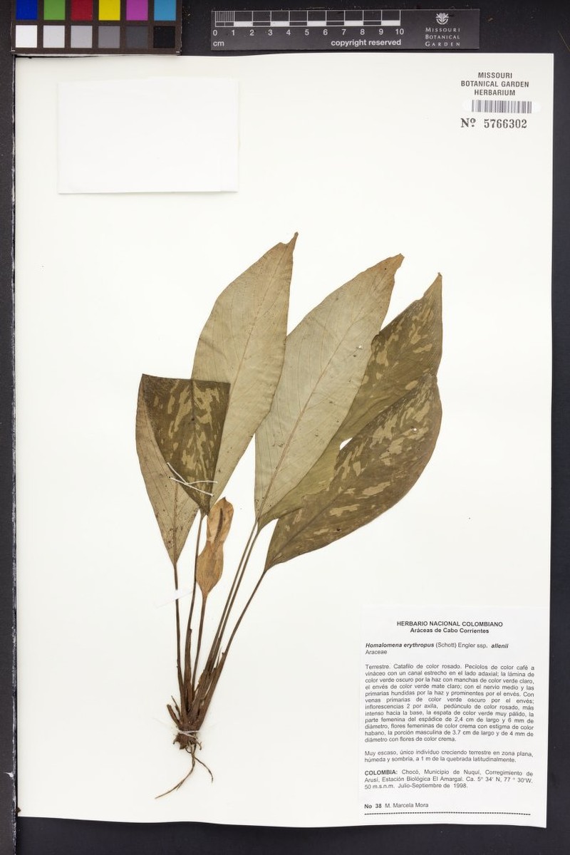 Adelonema erythropus photo 5