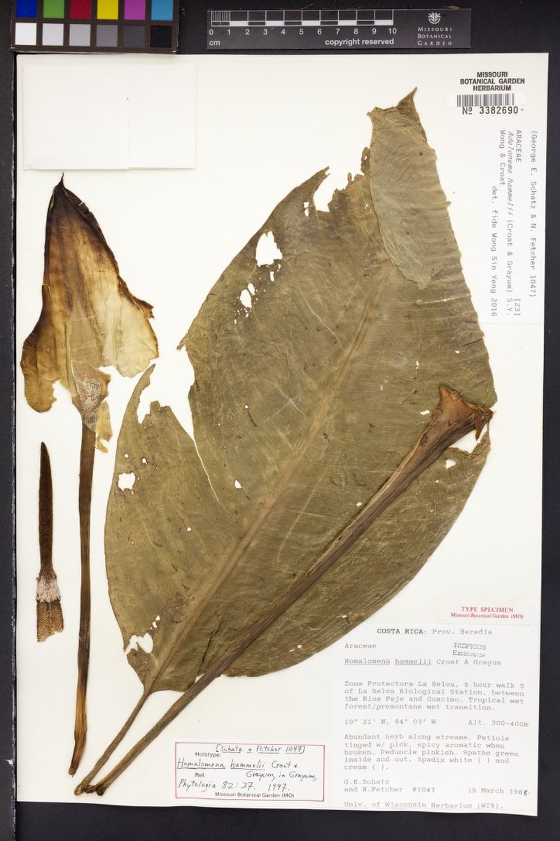 Adelonema hammelii