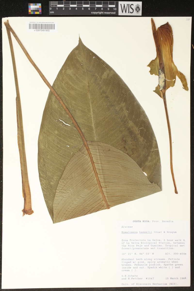 Adelonema hammelii photo 2